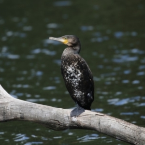 Phalacrocorax carbo at Amaroo, ACT - 2 Mar 2018