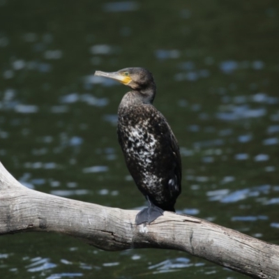 Phalacrocorax carbo (Great Cormorant) at Amaroo, ACT - 2 Mar 2018 by AlisonMilton