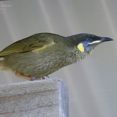 Meliphaga lewinii (Lewin's Honeyeater) at Lake Conjola, NSW - 3 Jul 2015 by CharlesDove