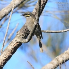 Caligavis chrysops (Yellow-faced Honeyeater) at Lake Conjola, NSW - 3 Jul 2015 by CharlesDove