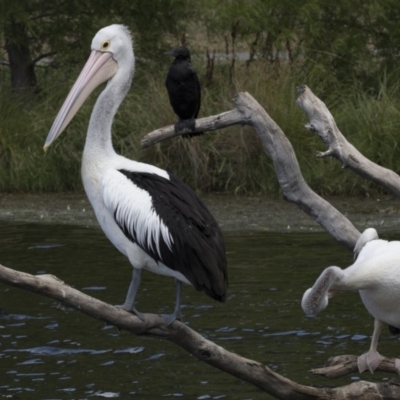 Pelecanus conspicillatus (Australian Pelican) at Gungahlin, ACT - 2 Mar 2018 by Alison Milton