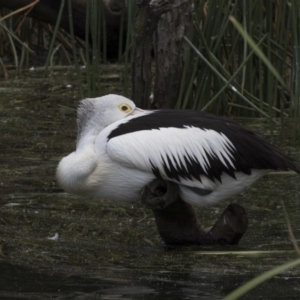 Pelecanus conspicillatus at Gungahlin, ACT - 2 Mar 2018