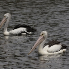 Pelecanus conspicillatus at Gungahlin, ACT - 2 Mar 2018