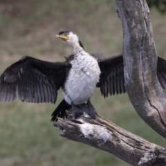 Microcarbo melanoleucos (Little Pied Cormorant) at Gungahlin, ACT - 2 Mar 2018 by AlisonMilton