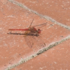 Diplacodes haematodes (Scarlet Percher) at Gungahlin, ACT - 2 Mar 2018 by Alison Milton