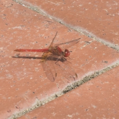 Diplacodes haematodes (Scarlet Percher) at Gungahlin, ACT - 2 Mar 2018 by AlisonMilton