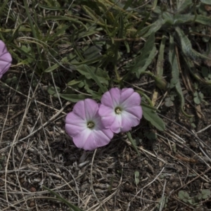 Convolvulus angustissimus subsp. angustissimus at Gungahlin, ACT - 2 Mar 2018 01:34 PM