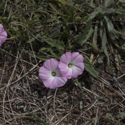 Convolvulus angustissimus subsp. angustissimus (Australian Bindweed) at Gungahlin, ACT - 2 Mar 2018 by AlisonMilton