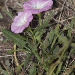 Convolvulus angustissimus subsp. angustissimus at Gungahlin, ACT - 2 Mar 2018 01:34 PM