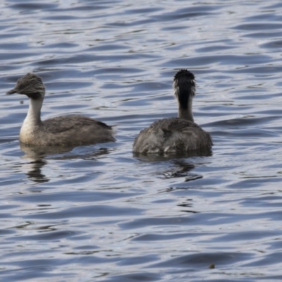 Poliocephalus poliocephalus (Hoary-headed Grebe) at Amaroo, ACT - 2 Mar 2018 by Alison Milton