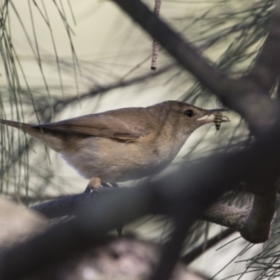 Acrocephalus australis (Australian Reed-Warbler) at Gungahlin, ACT - 2 Mar 2018 by AlisonMilton