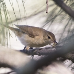 Acrocephalus australis at Gungahlin, ACT - 2 Mar 2018