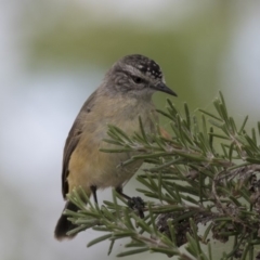 Acanthiza chrysorrhoa at Gungahlin, ACT - 2 Mar 2018