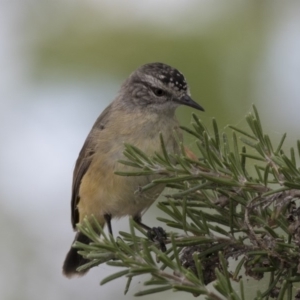 Acanthiza chrysorrhoa at Gungahlin, ACT - 2 Mar 2018