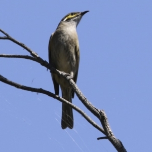 Caligavis chrysops at Belconnen, ACT - 31 Mar 2018 02:12 PM