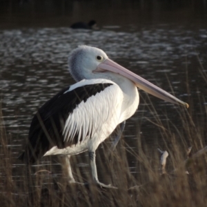 Pelecanus conspicillatus at Fyshwick, ACT - 20 Jun 2018