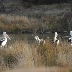 Pelecanus conspicillatus at Fyshwick, ACT - 20 Jun 2018