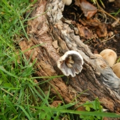 Coprinellus etc. (An Inkcap) at Belconnen, ACT - 19 Mar 2017 by AlisonMilton