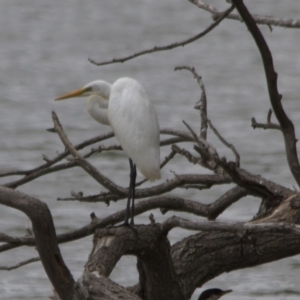 Ardea alba at Belconnen, ACT - 19 Mar 2017