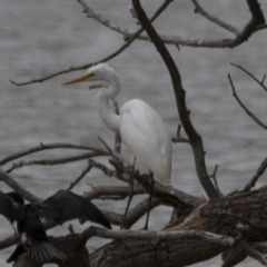 Ardea alba at Belconnen, ACT - 19 Mar 2017