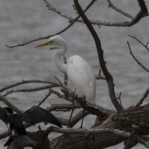 Ardea alba at Belconnen, ACT - 19 Mar 2017