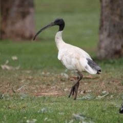 Threskiornis molucca (Australian White Ibis) at Belconnen, ACT - 19 Mar 2017 by Alison Milton