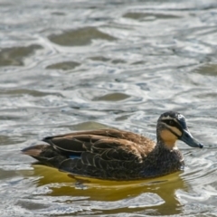 Anas superciliosa (Pacific Black Duck) at Greenway, ACT - 8 Jul 2018 by frostydog