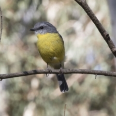 Eopsaltria australis (Eastern Yellow Robin) at Acton, ACT - 17 Apr 2018 by Alison Milton