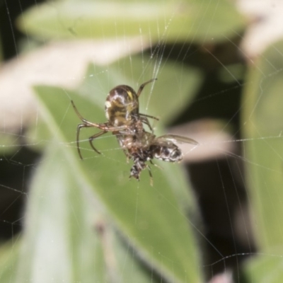 Phonognatha graeffei (Leaf Curling Spider) at ANBG - 17 Apr 2018 by Alison Milton