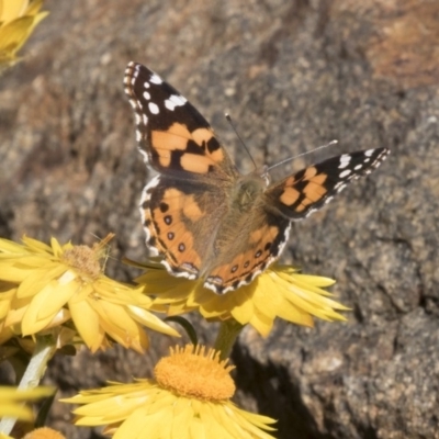 Vanessa kershawi (Australian Painted Lady) at Acton, ACT - 17 Apr 2018 by Alison Milton