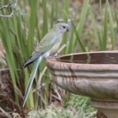 Psephotus haematonotus (Red-rumped Parrot) at Higgins, ACT - 7 Jul 2018 by Alison Milton