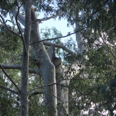 Native tree with hollow(s) (Native tree with hollow(s)) at Bodalla, NSW - 8 Jul 2018 by nickhopkins