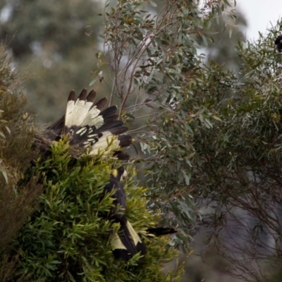 Zanda funerea (Yellow-tailed Black-Cockatoo) at Murrumbateman, NSW - 8 Jul 2018 by SallyandPeter
