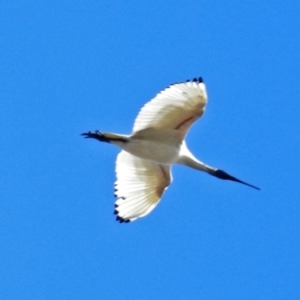 Threskiornis molucca at Fyshwick, ACT - 8 Jul 2018