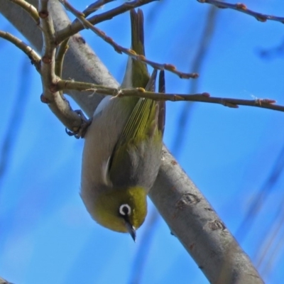 Zosterops lateralis (Silvereye) at Fyshwick, ACT - 8 Jul 2018 by RodDeb