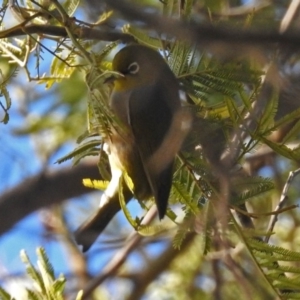 Zosterops lateralis at Fyshwick, ACT - 8 Jul 2018