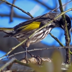 Phylidonyris novaehollandiae at Fyshwick, ACT - 8 Jul 2018