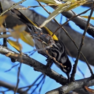 Phylidonyris novaehollandiae at Fyshwick, ACT - 8 Jul 2018