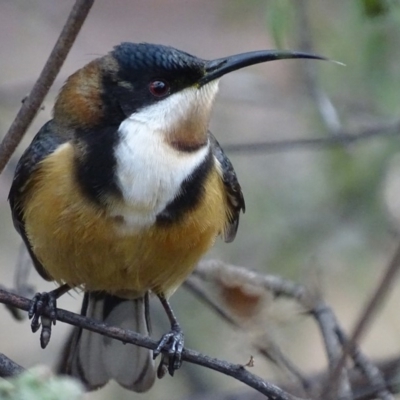 Acanthorhynchus tenuirostris (Eastern Spinebill) at Acton, ACT - 7 Jul 2018 by roymcd