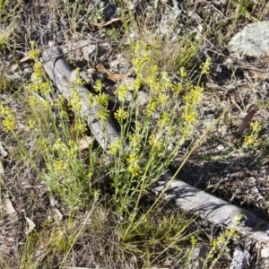 Pimelea curviflora at Michelago, NSW - 3 Nov 2014