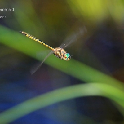 Hemicordulia australiae (Australian Emerald) at Garrads Reserve Narrawallee - 23 Jan 2015 by Charles Dove