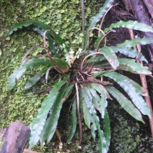 Blechnum patersonii subsp. patersonii at Paddys River, ACT - 8 Jul 2018