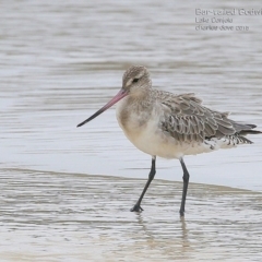 Limosa lapponica (Bar-tailed Godwit) at Undefined - 19 Jan 2015 by Charles Dove
