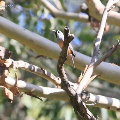 Monarcha melanopsis (Black-faced Monarch) at Kioloa, NSW - 23 Jan 2015 by CharlesDove