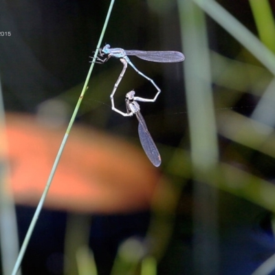 Austrolestes leda (Wandering Ringtail) at Garrads Reserve Narrawallee - 23 Jan 2015 by Charles Dove