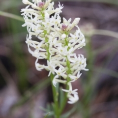 Stackhousia monogyna (Creamy Candles) at Michelago, NSW - 24 Oct 2010 by Illilanga