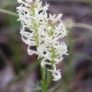 Stackhousia monogyna at Michelago, NSW - 24 Oct 2010