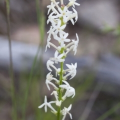 Stackhousia monogyna at Michelago, NSW - 24 Oct 2010