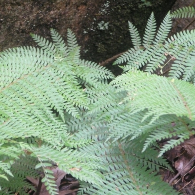 Polystichum proliferum (Mother Shield Fern) at Tidbinbilla Nature Reserve - 8 Jul 2018 by MatthewFrawley