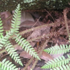 Polystichum proliferum at Paddys River, ACT - 8 Jul 2018 01:21 PM